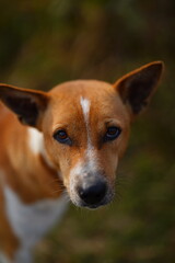 Fototapeta premium The dog is here. He is sitting in the grass. He is a good boy.