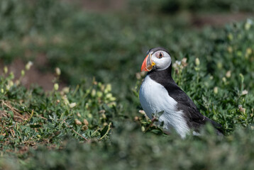 Puffin on the ground, Northumberland, England