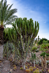 Fototapeta premium A desert landscape with a large cactus tree in the foreground