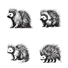 Detailed Porcupine Illustrations