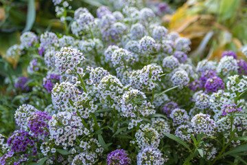 Obraz premium Alyssum, or lobularia maritimum marine. Garden plant. Park. Floral background. Purple flowers. close up