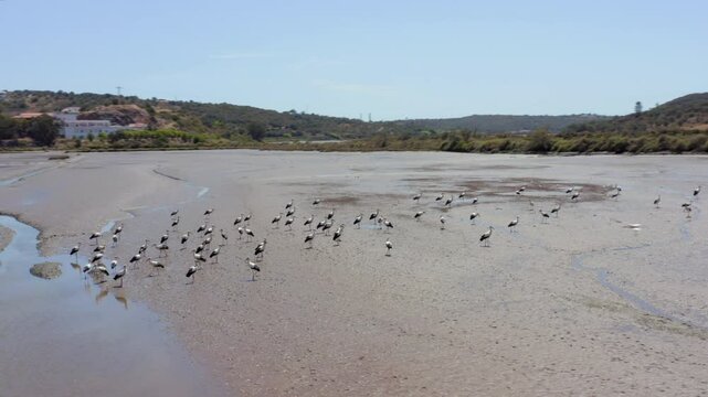 Storks Standing On The Odeleite River Muddy Riverbed In Portugal. - aerial shot