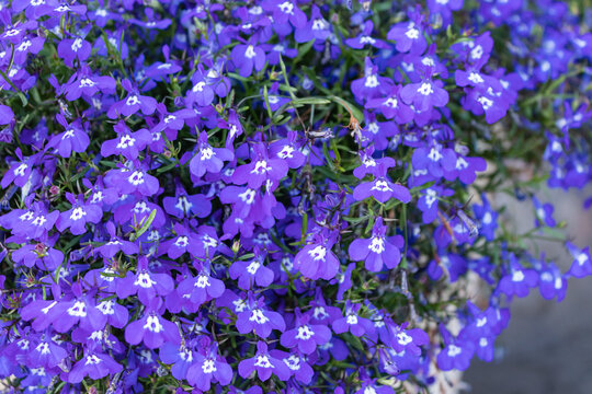 Blue tail Lobelia sapphire flowers or fringing Lobelia, Garden Lobelia. Latin name Lobelia Erinus 'Sapphire', close-up