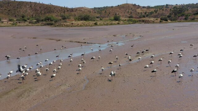 Flock Of Storks Walking, Flying and Foraging On Drought Riverbed Of Odeleite River In Portugal. - aerial shot