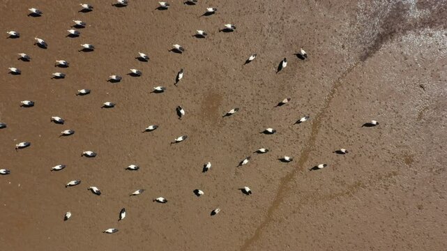 Overhead View Of Storks Foraging On Muddy Riverbed Of Odeleite River Affected by Drought. - aerial ascend shot