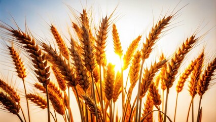 Bound wheat stalks create a dark silhouette, starkly beautiful against a brilliant white, capturing harvest's essence.