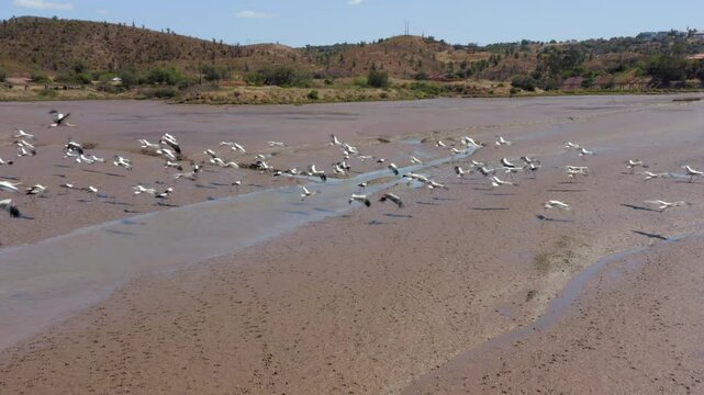 Storks Flying Away After Foraging On The Muddy Riverbed Of Odeleite River Exposed During Drought. - aerial shot