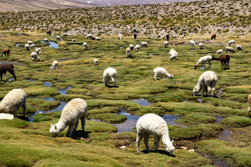 Grazing alpacas and llamas in scenic Andean landscapes of Salinas y Aguada Blanca Reserve Peru © pilar