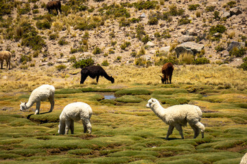 Alpacas and llamas in their natural habitat surrounded by the stunning beauty of Salinas y Aguada...