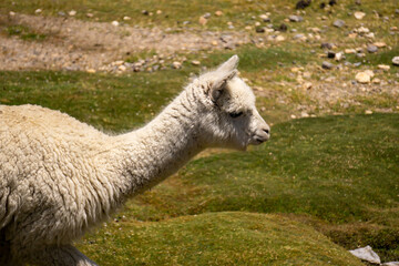 Fototapeta premium Alpacas and llamas grazing in their natural habitat at Salinas y Aguada Blanca Reserve Peru