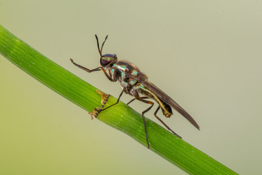 Hermetia illucens, known colloquially as the black soldier fly, is a widespread fly of the family Stratiomyidae