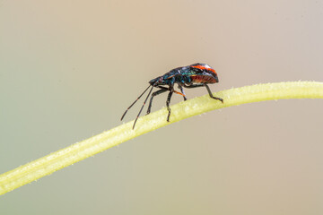 Scutelleridae is a family of true bugs. They are commonly known as jewel (stink) bugs or metallic shield bugs due to their often brilliant coloration. With the name based on the Asian genus Scutellera