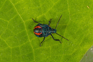Scutelleridae is a family of true bugs. They are commonly known as jewel (stink) bugs or metallic shield bugs due to their often brilliant coloration. With the name based on the Asian genus Scutellera