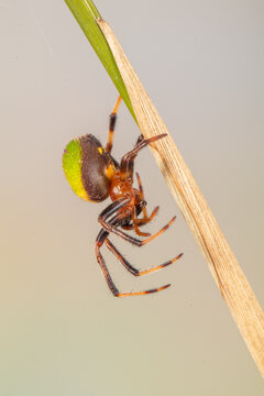 Araniella is a genus of orb-weaver spiders (family Araneidae)