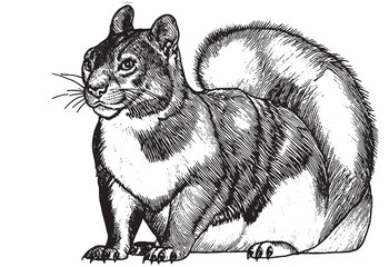 Hand drawn squirrel with the acorn, vector illustration. Black and white vintage sketch of forest animal.