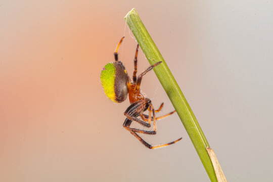 Araniella is a genus of orb-weaver spiders (family Araneidae)