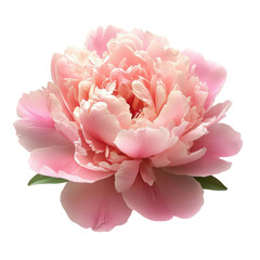 Beautiful peony flower with soft pink petals showcases elegance in floral arrangements and gardens