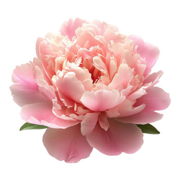 Fototapeta Beautiful peony flower with soft pink petals showcases elegance in floral arrangements and gardens