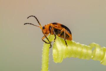 Coelophora inaequalis, the variable ladybird, common Australian lady beetle or common Australian...