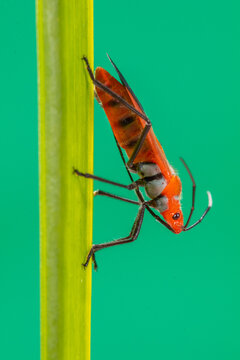 Dysdercus cingulatus is a species of true bug in the family Pyrrhocoridae, commonly known as the red cotton stainer