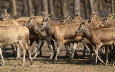 Many elk standing and walking in the forest.