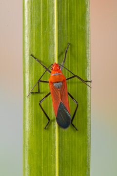 Dysdercus cingulatus is a species of true bug in the family Pyrrhocoridae, commonly known as the red cotton stainer
