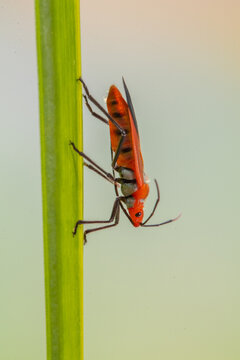 Dysdercus cingulatus is a species of true bug in the family Pyrrhocoridae, commonly known as the red cotton stainer