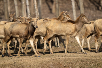 Many elk standing and walking in the forest.