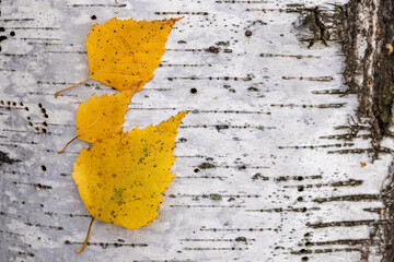 Birch bark, natural wood texture. as a background