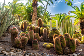 A desert scene with many cacti and palm trees © Lu