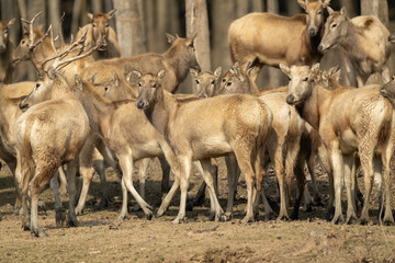 Many elk standing and walking in the forest.