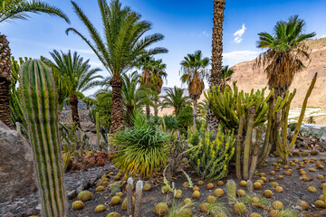 Fototapeta premium A desert scene with many cacti and palm trees