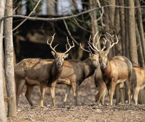 Many elk standing and walking in the forest, looking at the camera.