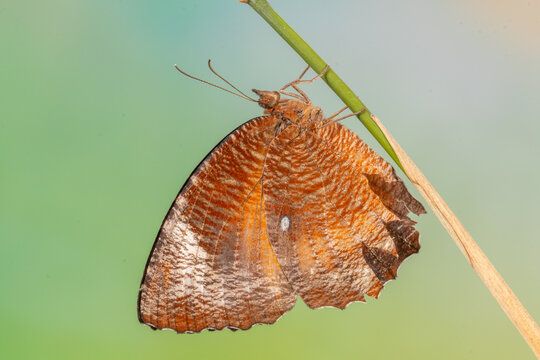 Elymnias hypermnestra, the common palmfly, is a species of satyrine butterfly found in South and Southeast Asia.