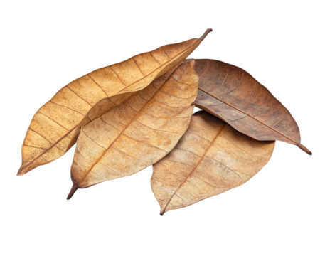 cluster of dried kapok tree leaves with detailed texture isolated on transparency background, showcasing their natural brown hues and intricate vein patterns