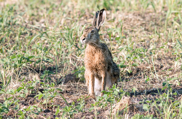 Fototapeta premium rabbit in the woods