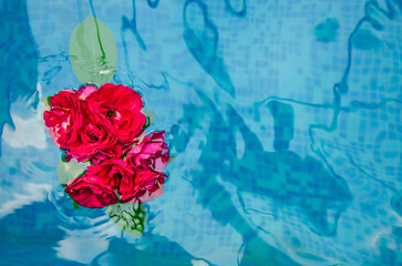 Horizontal picture of red roses and petals in water on a blue background, top view