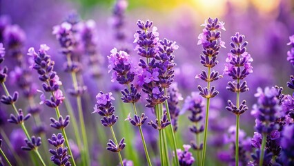 Stunning Close-up of Purple Lavender Flowers in Full Bloom - Vibrant Floral Photography