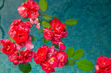Horizontal picture of red roses and petals in water on a blue background, top view