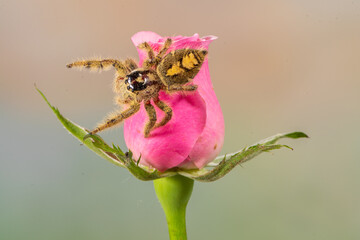 Hyllus diardi is a species of jumping spider in the family Salticidae.