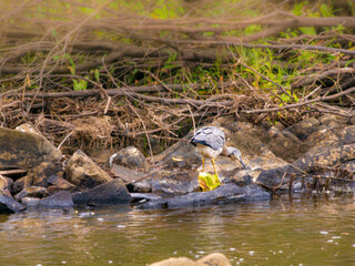  Junior Grey Heron Looks Down On Ground