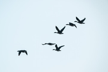 A flock of geese flying in the sky.