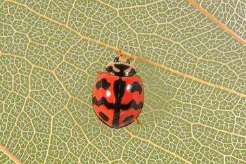 Coelophora inaequalis, the variable ladybird, common Australian lady beetle or common Australian ladybug is a ladybird species endemic to Australia, Oceania and Southern Asia