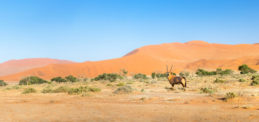Towering orange sand dunes under clear blue sky of Namib Desert in Namibia, with an oryx standing...
