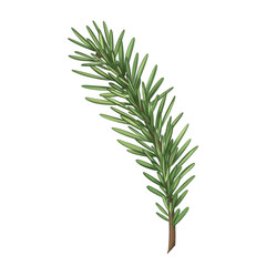 Spruce twigs for organic home decor, gifts, festive bouquets and wreaths. Eco friendly Christmas, seasonal events. Natural materials, environmentally friendly design elements. Isolated illustration