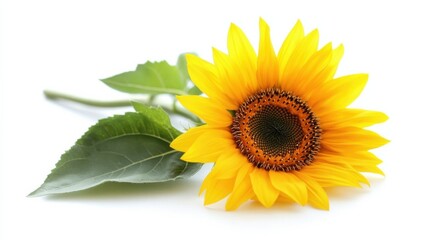 Obraz premium A single bright sunflower isolated against a pure white backdrop