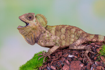 Gonocephalus chamaeleontinus, the chameleon forest dragon or chameleon anglehead lizard, is a species of agamid lizard from Indonesia and Malaysia