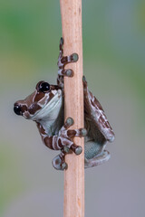 The Mission golden-eyed tree frog or Amazon milk frog (Trachycephalus resinifictrix) is a large species of arboreal frog native to the Amazon Rainforest in South America