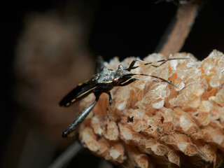 Leptoglossus
