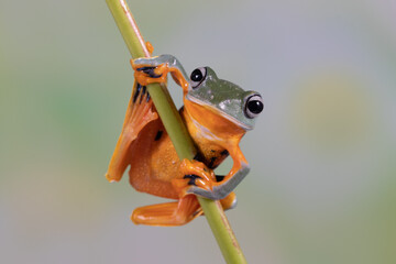 The green flying frog, small flying tree frog, Reinwardti's frog, Reinwardti's flying frog,...